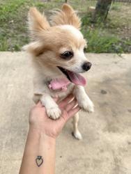 Found/Stray Female Dog last seen Near Carranza street, San Antonio, TX 78225