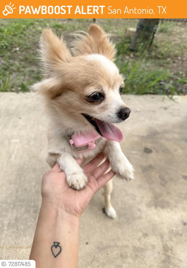 Found/Stray Female Dog last seen Near Carranza street, San Antonio, TX 78225