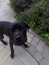 Found/Stray Male Dog last seen Cortona and louvre , San Jose, CA 95135