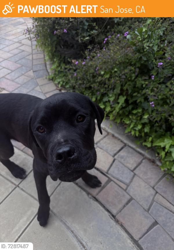 Found/Stray Male Dog last seen Cortona and louvre, San Jose, CA 95135