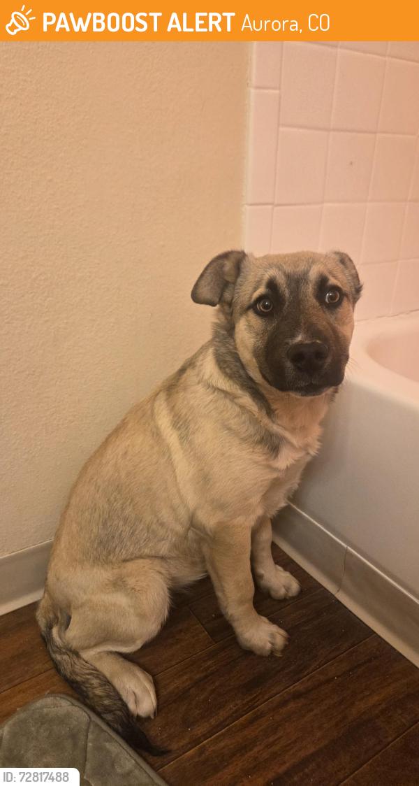 Found/Stray Male Dog last seen Rangeview Highschool, Aurora, CO 80013