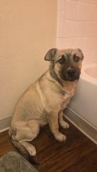 Found/Stray Male Dog last seen Rangeview Highschool, Aurora, CO 80013