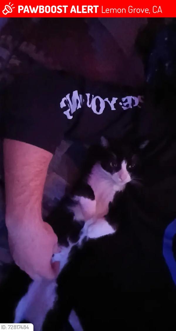 Lost Male Cat last seen Lemon Grove Library , Lemon Grove, CA 91945