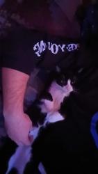 Lost Male Cat last seen Lemon Grove Library , Lemon Grove, CA 91945