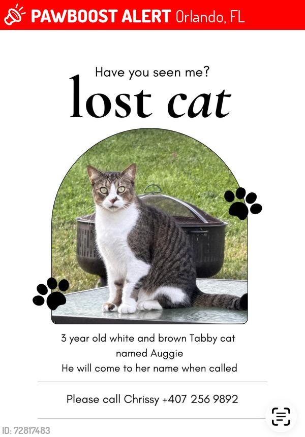 Lost Male Cat last seen Colonial / Semeron, Orlando, FL 32807