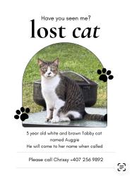 Lost Male Cat last seen Colonial / Semeron , Orlando, FL 32807