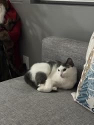 Lost Female Cat last seen Lacy Blvd , Bailey's Crossroads, VA 22041