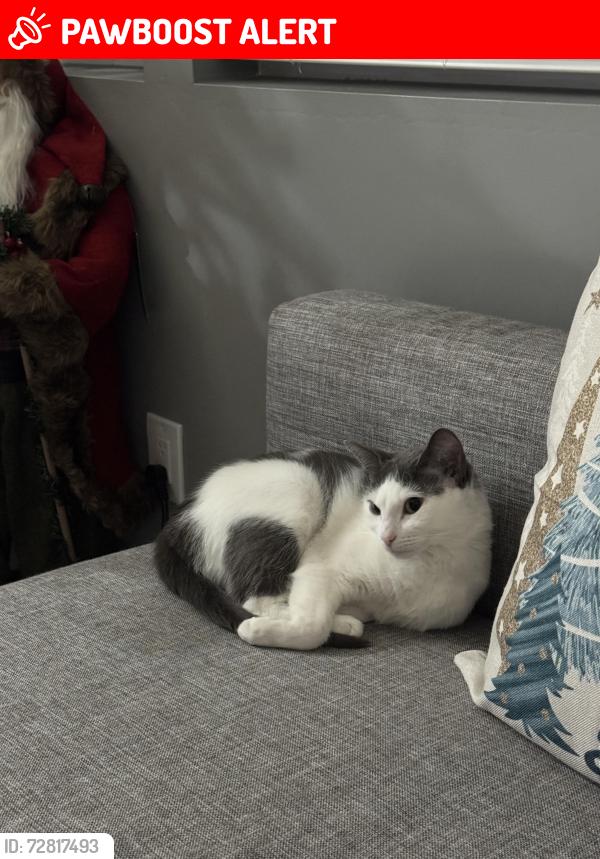 Lost Female Cat last seen Lacy Blvd , Bailey's Crossroads, VA 22041