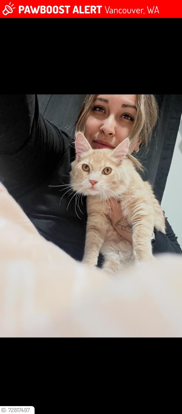 Lost Male Cat last seen Nw 16th ave Vancouver Washington , Vancouver, WA 98685