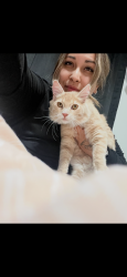Lost Male Cat last seen Nw 16th ave Vancouver Washington , Vancouver, WA 98685