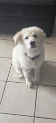 Lost Male Dog last seen SW 22nd and Grand blvd, Oklahoma City, OK 73108