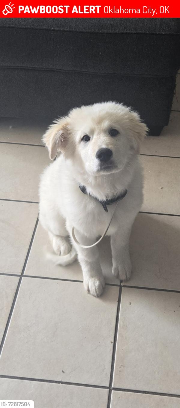 Lost Male Dog last seen SW 22nd and Grand blvd, Oklahoma City, OK 73108