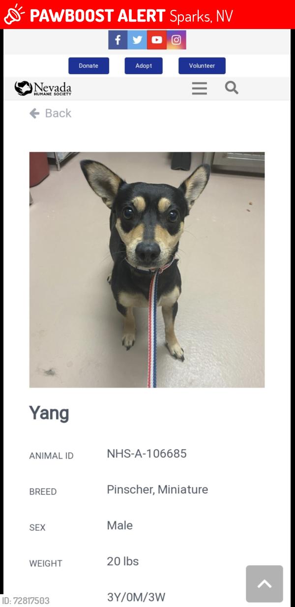Lost Male Dog last seen Sparks Nevada , Sparks, NV 89436