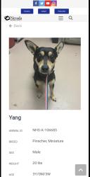 Lost Male Dog last seen Sparks Nevada , Sparks, NV 89436