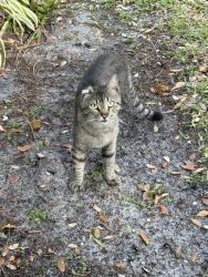 Found/Stray Unknown Cat last seen Lakeview Courts of Jacaranda community, Plantation, FL 33322
