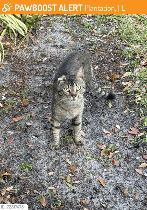 Found/Stray Unknown Cat last seen Lakeview Courts of Jacaranda community, Plantation, FL 33322
