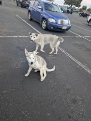 Found/Stray Unknown Dog last seen Stiern middle , Bakersfield, CA 93306