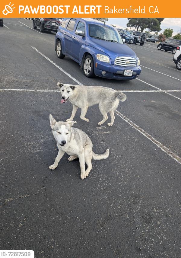 Found/Stray Unknown Dog last seen Stiern middle , Bakersfield, CA 93306