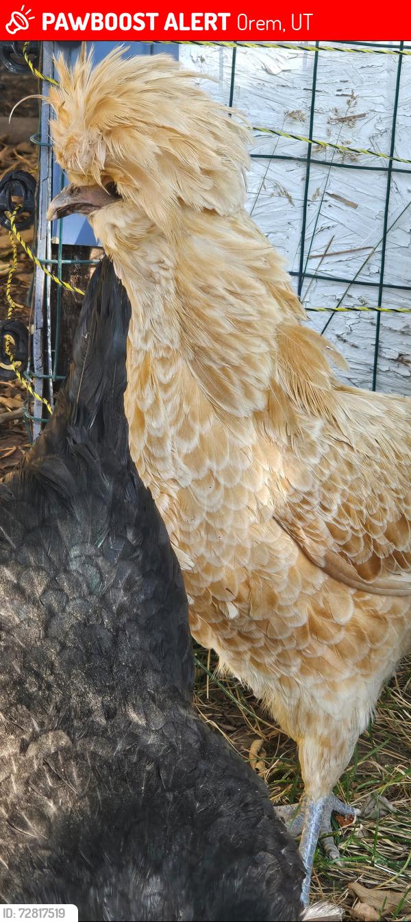Lost Female Bird last seen Near N by the cemetery , Orem, UT 84097