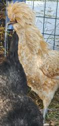 Lost Female Bird last seen Near N by the cemetery , Orem, UT 84097
