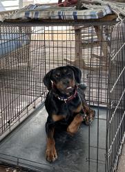 Lost Male Dog last seen Unionville firehall, Butler County, PA 16001