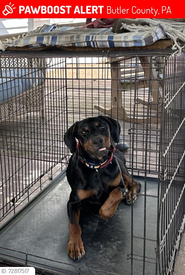 Lost Male Dog last seen Unionville firehall, Butler County, PA 16001