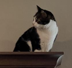Lost Male Cat last seen Colvin Hill Dr., Cypress, TX 77433