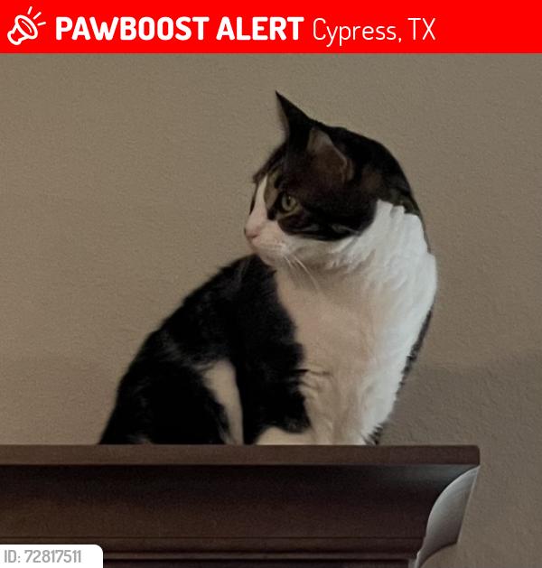 Lost Male Cat last seen Colvin Hill Dr., Cypress, TX 77433