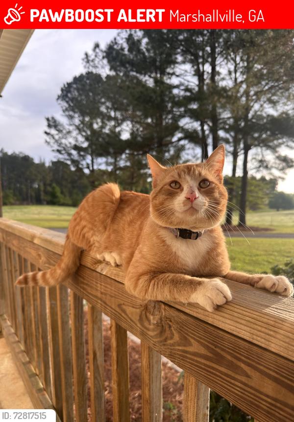 Lost Male Cat last seen Winchester and South Street area , Marshallville, GA 31057