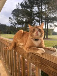 Lost Male Cat last seen Winchester and South Street area , Marshallville, GA 31057