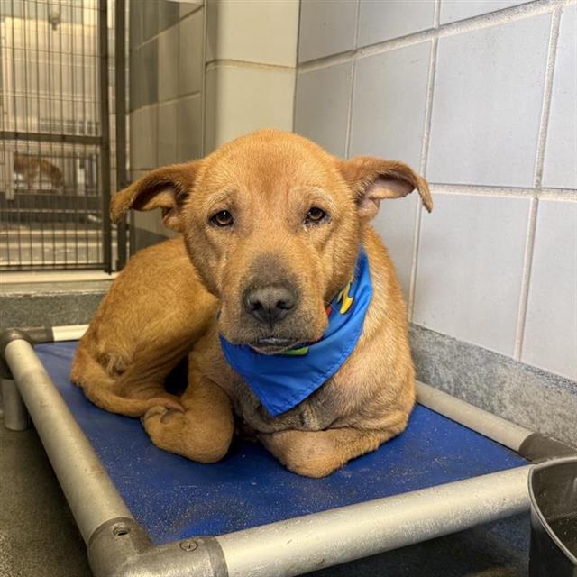 Shelter Stray Male Dog last seen Near BLOCK RHODA, San Antonio, TX 78227
