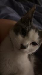 Lost Female Cat last seen Near East iron avenue , Salina, KS 67401