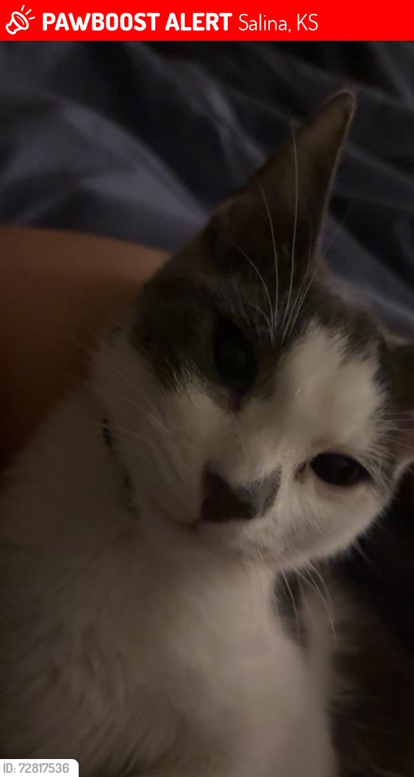 Lost Female Cat last seen Near East iron avenue , Salina, KS 67401