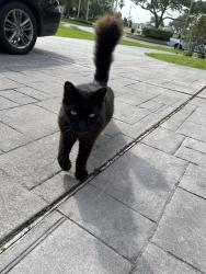 Found/Stray Male Cat last seen Twin Oaks blvd, Kemah, TX 77565