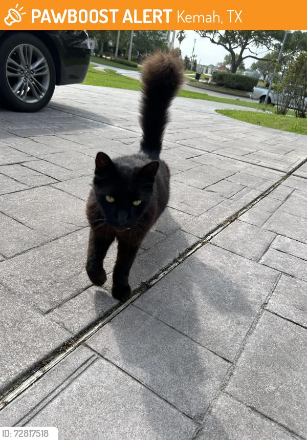 Found/Stray Male Cat last seen Twin Oaks blvd, Kemah, TX 77565