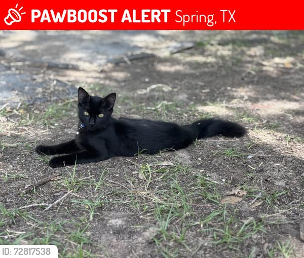 Lost Male Cat last seen Spring Creek Greenway Trails, Spring, TX 77389