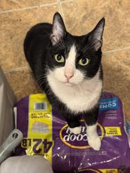Lost Male Cat last seen St Lawrence ave. Cross street is East 174th st near the cross bronx expressway, The Bronx, NY 10472