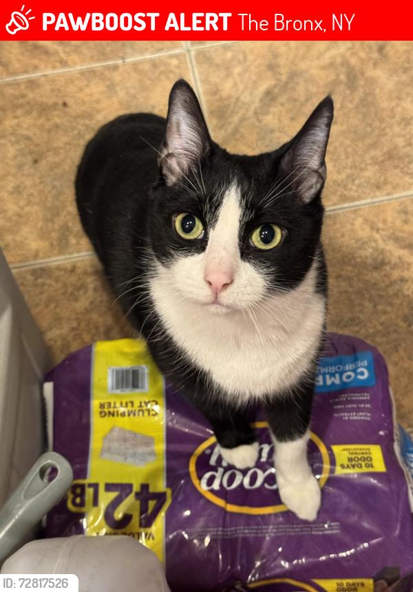 Lost Male Cat last seen St Lawrence ave. Cross street is East 174th st near the cross bronx expressway, The Bronx, NY 10472