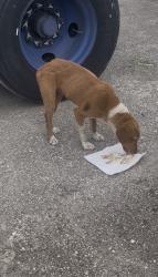 Found/Stray Male Dog last seen Near TALLEYRAND AVE., Jacksonville, FL 32206