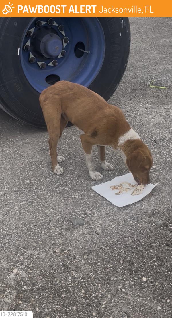 Found/Stray Male Dog last seen Near TALLEYRAND AVE., Jacksonville, FL 32206