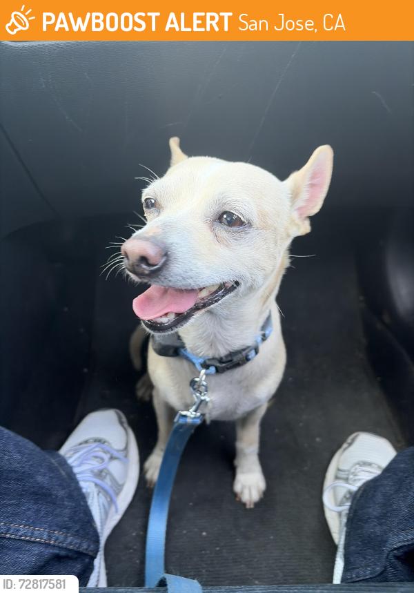 Found/Stray Male Dog last seen beryessa and capital, San Jose, CA 95131