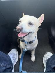 Found/Stray Male Dog last seen beryessa and capital, San Jose, CA 95131