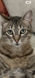 Lost Male Cat last seen Rancho canyon, Haslet, TX 76052