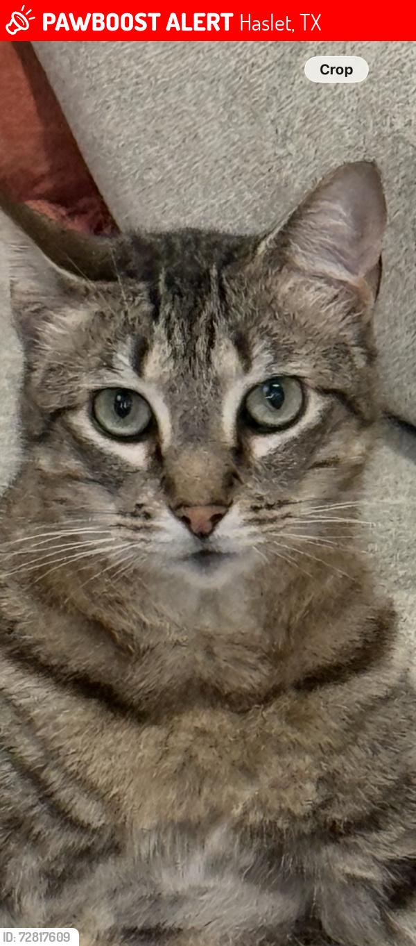 Lost Male Cat last seen Rancho canyon, Haslet, TX 76052