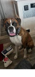 Lost Male Dog last seen Victory and Skidaway, Savannah, GA 31404