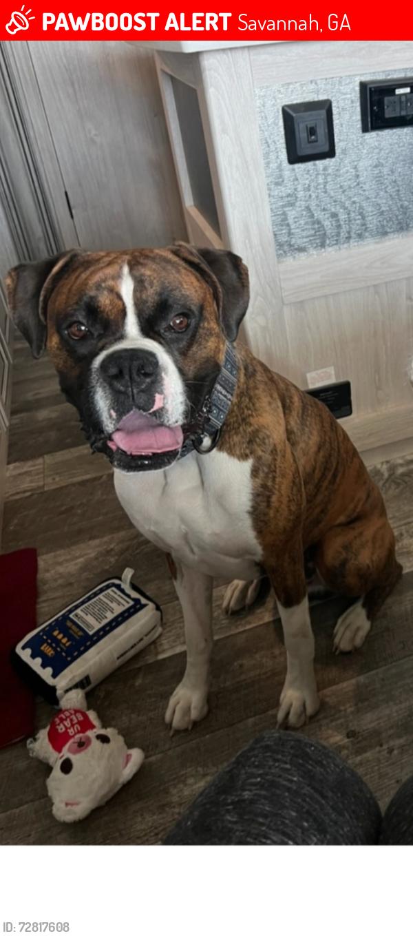 Lost Male Dog last seen Victory and Skidaway, Savannah, GA 31404