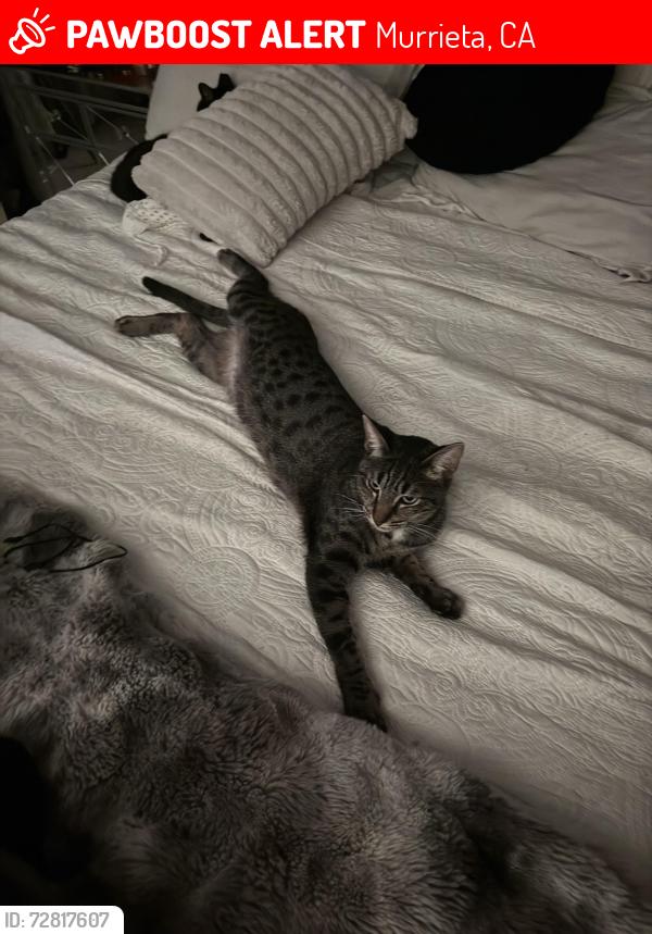 Lost Male Cat last seen Baxter and Leon, Murrieta, CA 92563