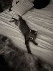 Lost Male Cat last seen Baxter and Leon, Murrieta, CA 92563