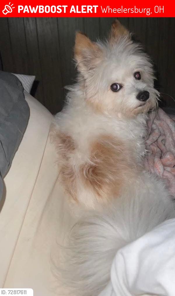 Lost Male Dog last seen Wheelerburg on cook street, Wheelersburg, OH 45662