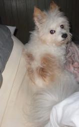 Lost Male Dog last seen Wheelerburg on cook street, Wheelersburg, OH 45662
